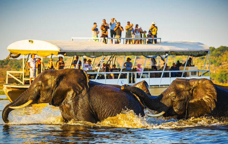 Safari mit afrikanischen Elefanten im Chobe-Nationalpark in Botswana