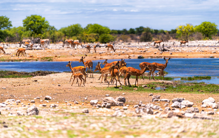 Antilopenherde an einem Wasserloch im Etosha-Nationalpark