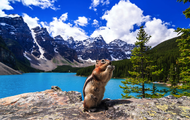 Eichhörnchen am Moraine Lake im Banff Nationalpark