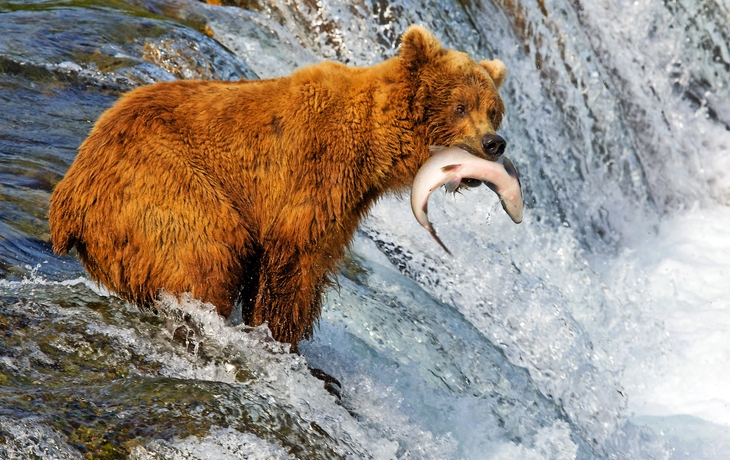Grizzlies in Alaska