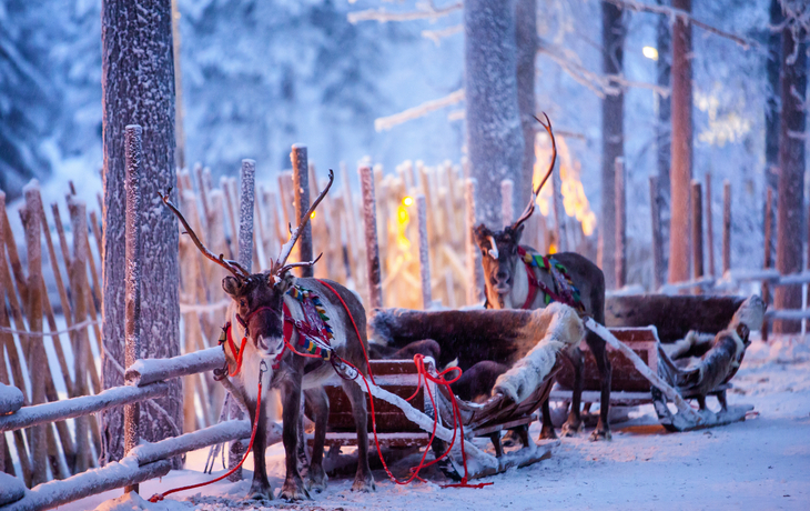 Rentiere mit Schlitten im Winterwald in Rovaniemi