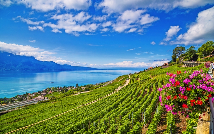Schöne Lavaux Weinregion am Genfer See, Kanton Waadt, Schweiz