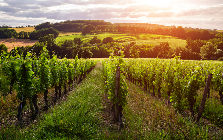 Weinberge bei Bordeaux, Frankreich