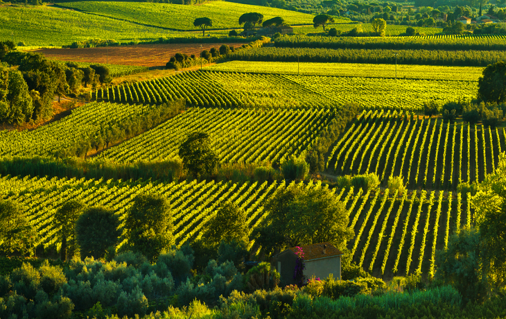Luftaufnahme der Weinberge von Bolgheri und Castagneto bei Sonnenuntergang