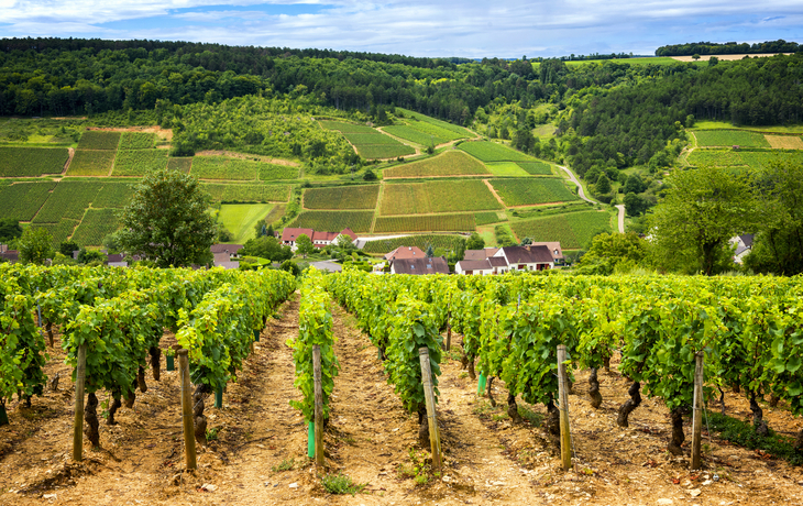 mit Weinbergen bedeckte Hügel in der Weinregion Rully in Burgund, Frankreich