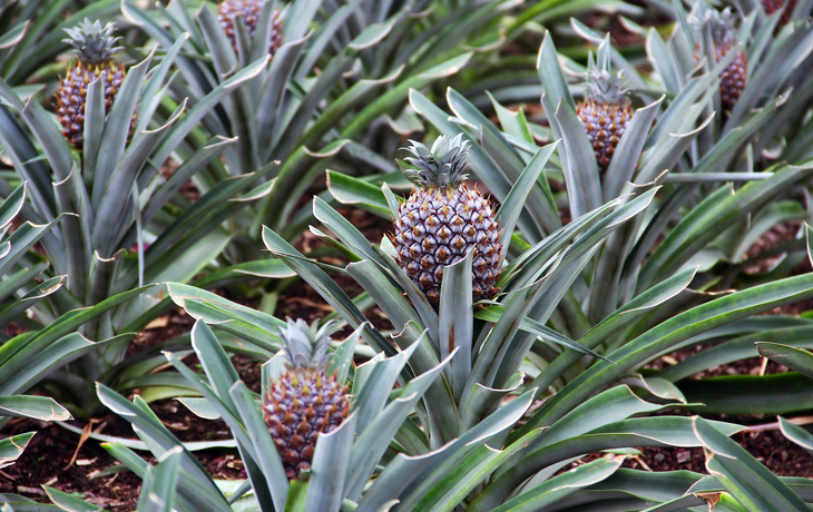 Ananasanbau auf den Azoren
