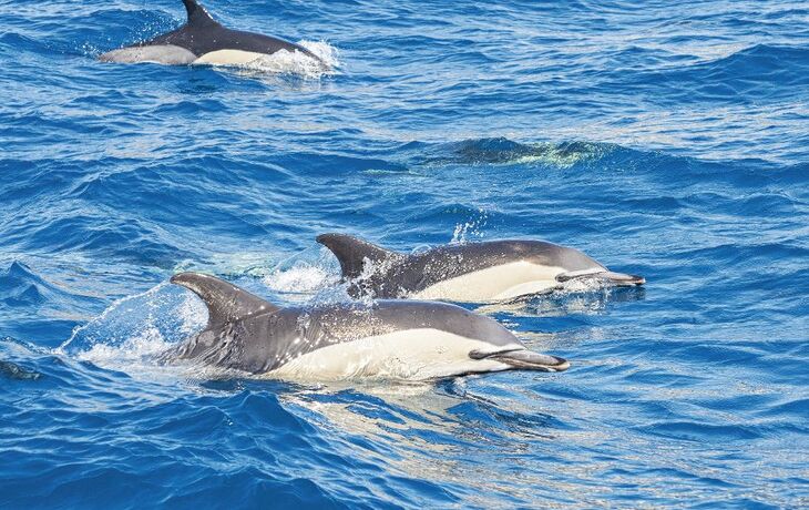 Delfine nahe der Azoren