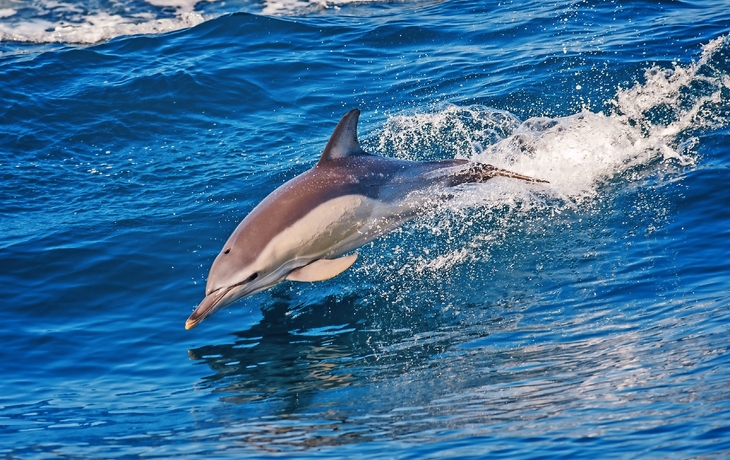 Delfine nahe der Azoren