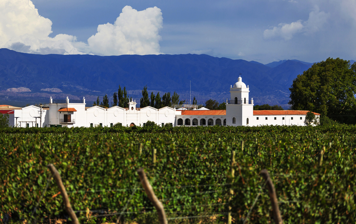 Weinberge in Argentinien