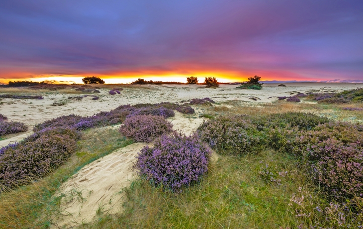 Lila Sonnenuntergang Hoge Veluwe