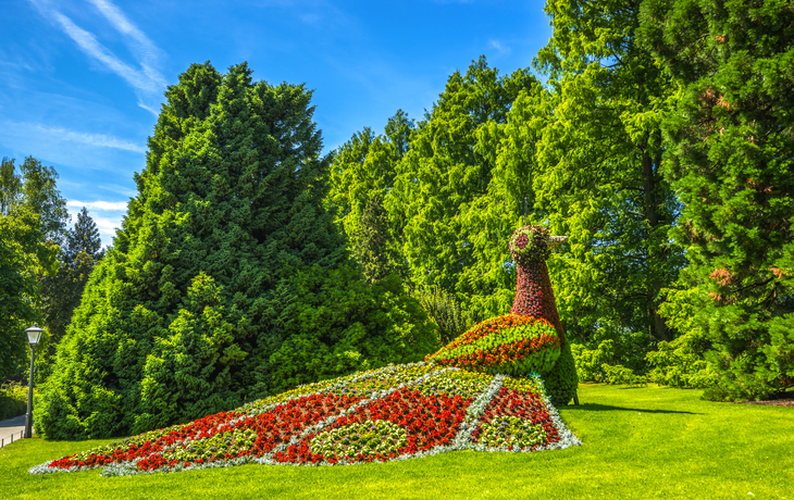 Blumenpfau auf der Insel Mainau am Bodensee, Deutschland