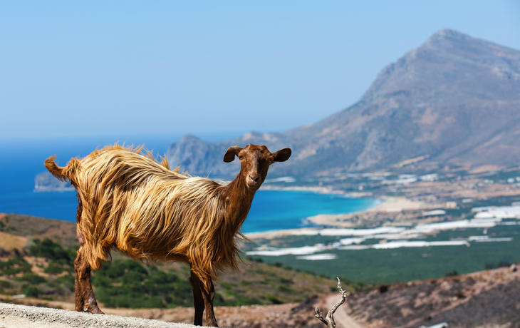 Ziege auf Kreta