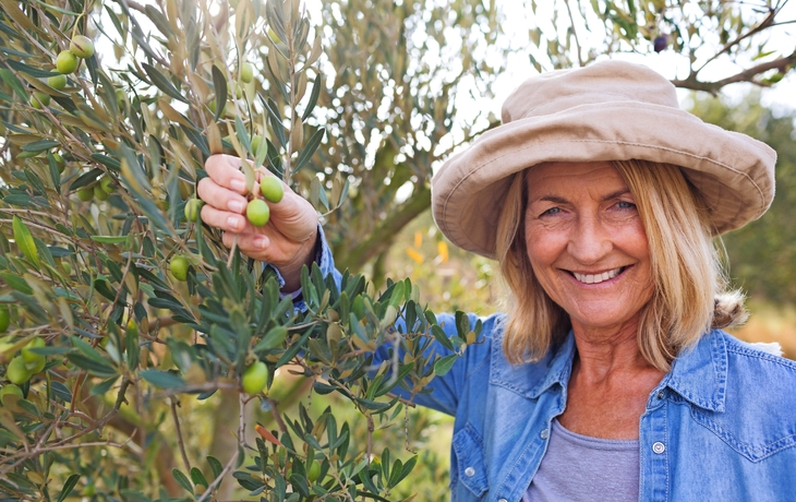 Frau erntet Oliven vom Baum