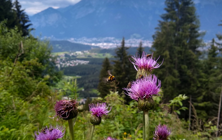 Kratzdistel mit Hummel im Inntal in Tirol, Österreich
