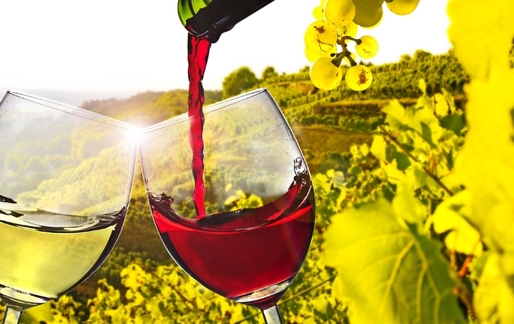 Weinverkostung im Weinberg 