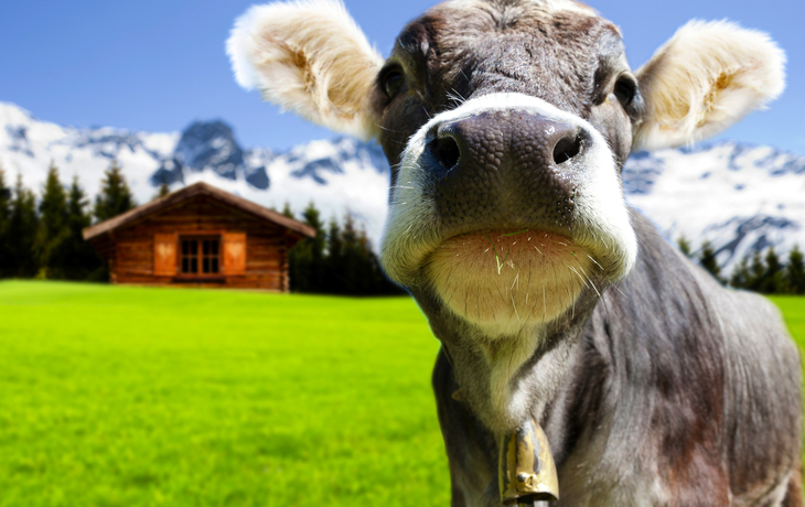 Jungvieh auf der Alm