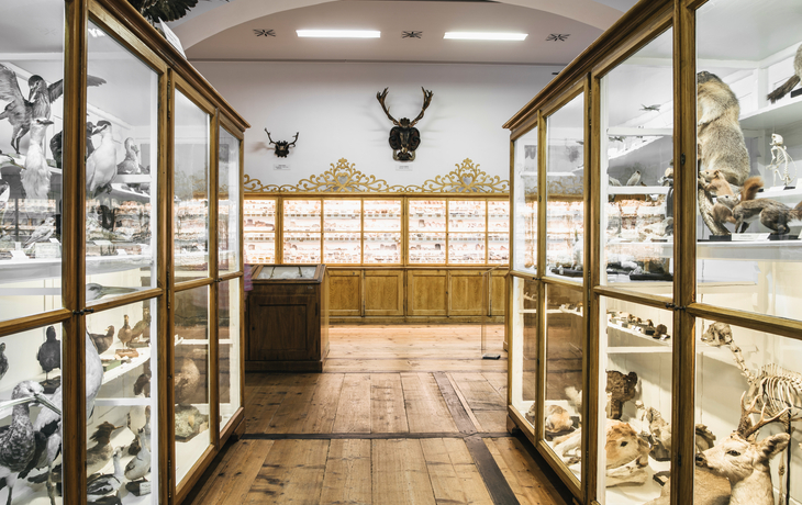 Benediktinerstift Admont: Naturhistorisches Museum