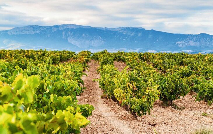 Weinberge nahe Logrono