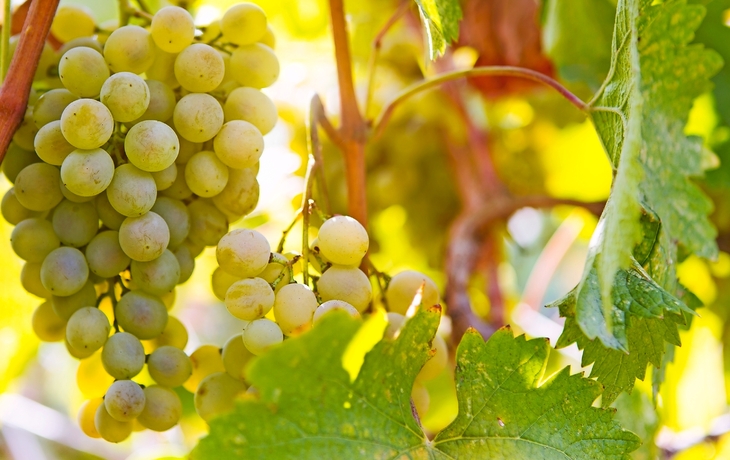 Weinberg mit reifen Trauben in der Landschaft bei Sonnenuntergang, getönten Bild