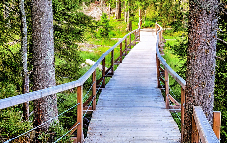 Wanderweg mit Steg im Nationalpark Bayerischer Wald