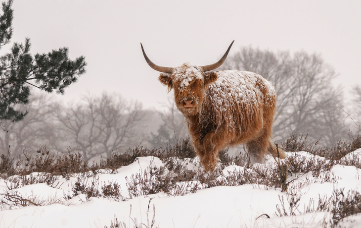 Schottisches Highlandrind im Schnee