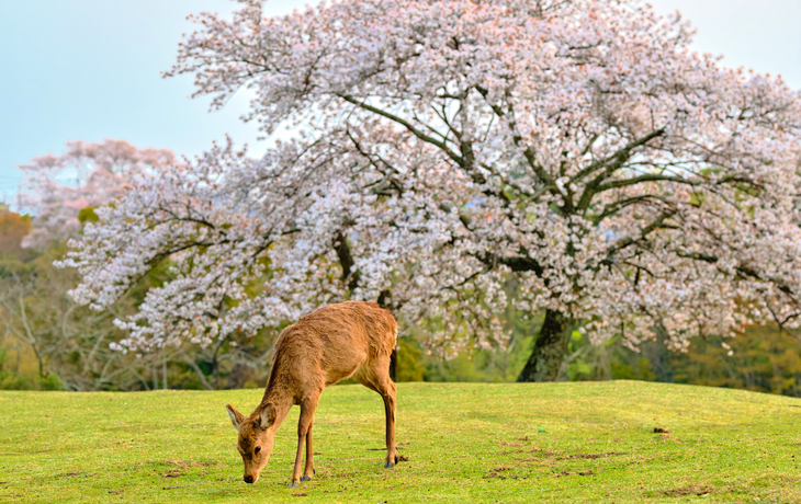Nara-Hirsch im Frühlingspark