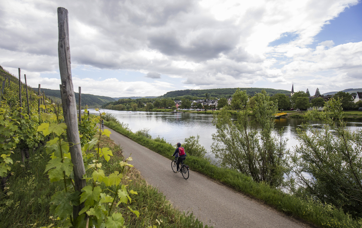 Radfahrer an der Mosel zwischen Reil und Zell