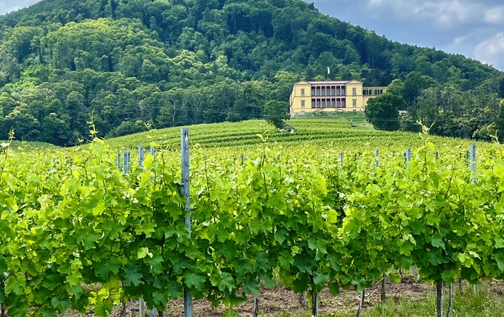 Radreise Deutsche Weinstraße