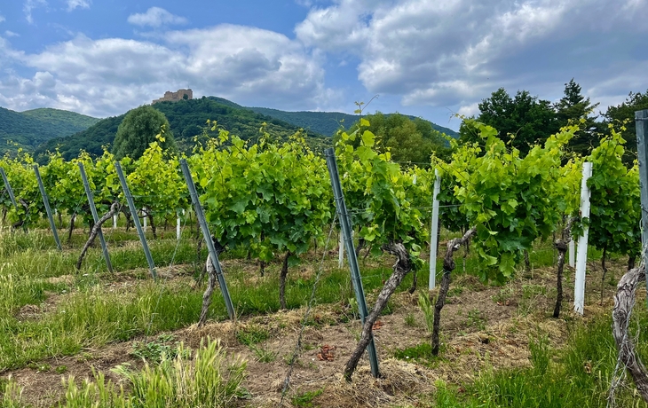 Radreise Deutsche Weinstraße