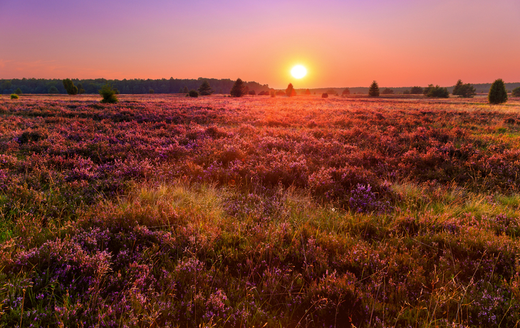 Sonnenuntergang in der Lüneburger Heide, Deutschland