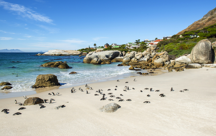 Brillenpinguin-Kolonie am Boulders Beach auf der Kap-Halbinsel in Südafrika