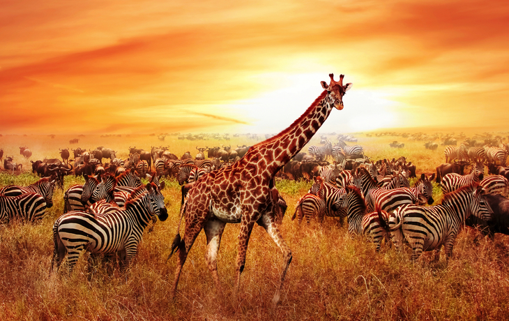 afrikanische Zebras und Giraffe im Serengeti-Nationalpark in Tansania