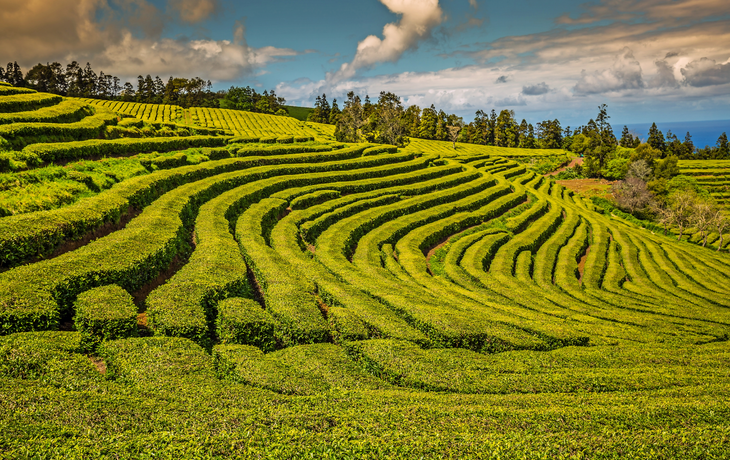 Teeplantage in Porto Formoso auf São Miguel