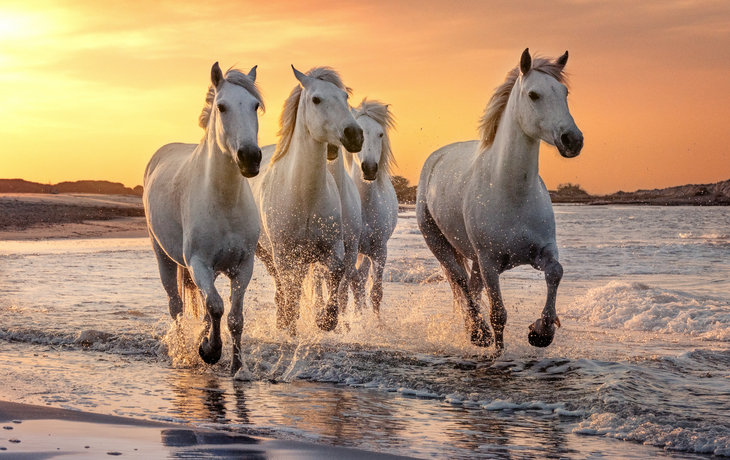 weiße Pferde in der Camargue