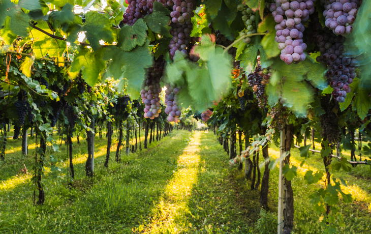 Weinregion Bardolino