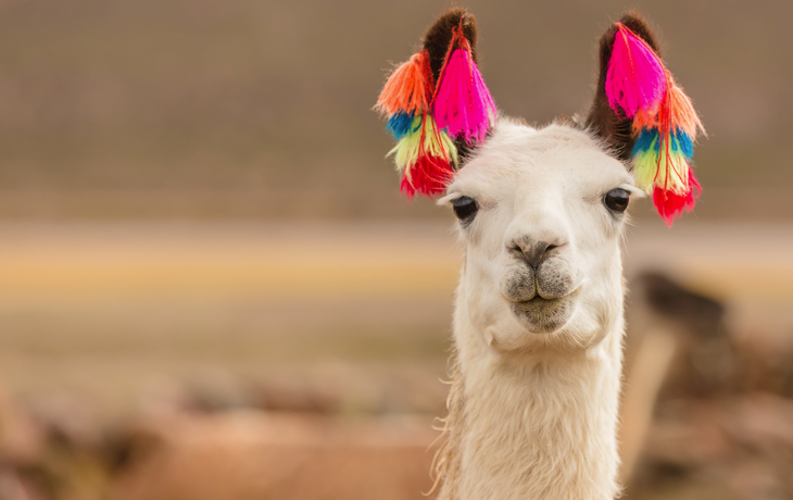Lama