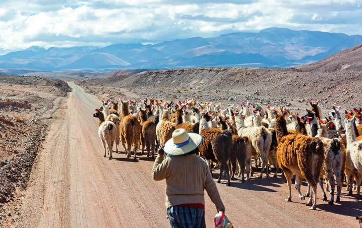 Lama-Herde in der Atacama-Wüste